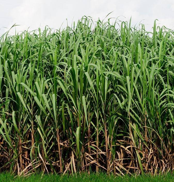 Sugar Cane