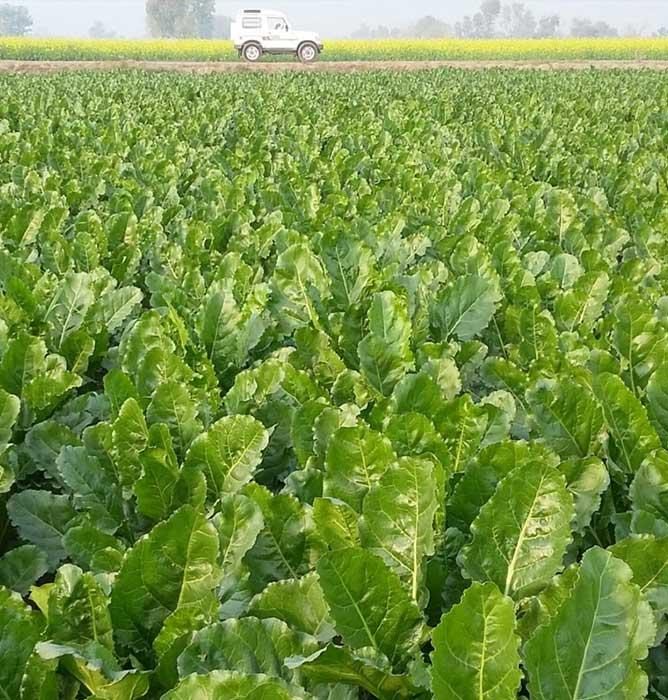 Sugar Beet